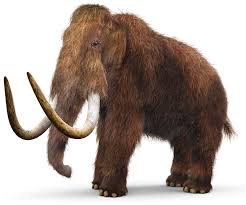 If you can answer 50 percent of these science trivia questions correctly, you may be a genius. Prehistoric Mammals Quiz Quiz Dinosaurs And Prehistoric Life Lessons Dk Find Out