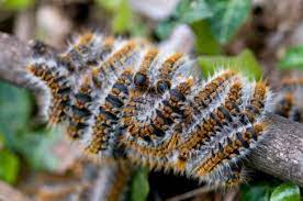 9 solutions pour lutter contre les chenilles processionnaires. 9 Solutions Contre Les Chenilles Processionnaires