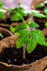 How To Create The Perfect Seed Starting Soil With One Secret Ingredient Seed Starting Soil Heirloom Tomato Plants Growing Tomato Plants