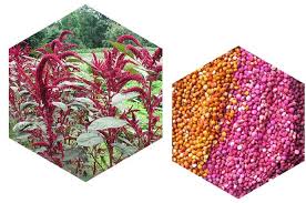 We did not find results for: Growing Amaranth Quinoa Organically Salt Spring Seeds