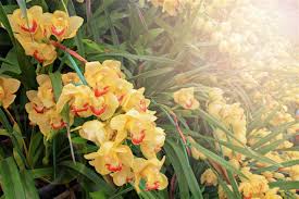 There are perhaps over 27,800 orchid species recognized today, and they come in almost every color and hue imaginable. Orchid Flower Meaning And Symbolism A Really Interesting Read Gardenerdy