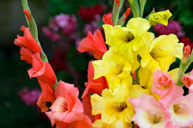 How to Grow Gladiolus Flowers