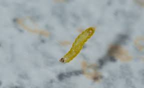 Image result for Stigmella basiguttella