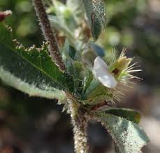 Image result for Blepharis maderaspatensis