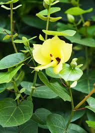 Image result for Hibiscus mechowii
