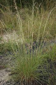 Image result for Hyparrhenia nyassae