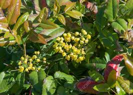 Check spelling or type a new query. Flowers Barberry A Thorny Shrub That Bears Yellow Flowers And Red Or Blue Black Berries Stock Photo Picture And Royalty Free Image Image 78680968