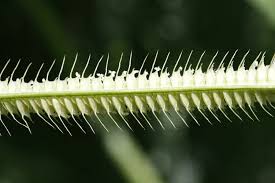 Image result for Dactyloctenium