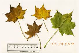 紅葉した葉のサンプル 2010年版