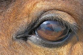 Kini standing in the eyes of the world. Equine Vision Wikipedia