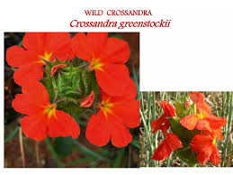 Image result for Crossandra greenstockii