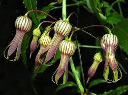 Image result for Riocreuxia