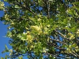 Image result for Ptaeroxylon obliquum