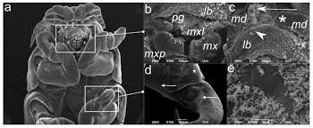For the ep, see blood harmony. Pathogens Free Full Text Host Parasite Interaction Between Parasitic Cymothoid Ceratothoa Oestroides And Its Host Farmed European Sea Bass Dicentrarchus Labrax Html