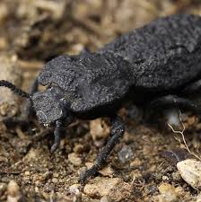 We did not find results for: Meet The Diabolical Ironclad Beetle It S Almost Uncrushable The New York Times
