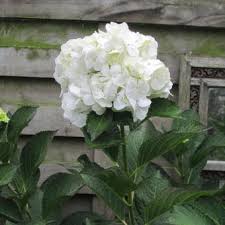 We did not find results for: Hydrangea Macrophylla Mme Emile Mouillere