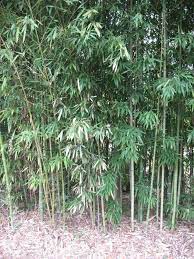 It is hardy to zone (uk) 6. 97 Best B9 Bamboo Sedge And Gramineae Ideas Gramineae Plants Ornamental Grasses