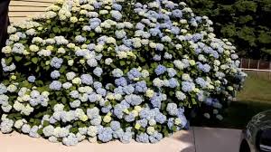 For a lush, tropical feel: Why Won T My Hydrangeas Bloom Plant Addicts