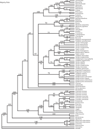 Image result for Toddaliopsis