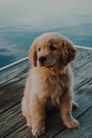Golden retrievers are wonderful dogs in their own right, but they also bring out the best in other breeds when mixed! The Perfect Pup Picturesofbabypuppies Babyanimalsandtheirmothers Cute Dog Wallpaper Baby Dogs Cute Animals