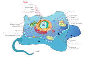 Both plant and animal cells are surrounded by a cell membrane composed of lipids and proteins. File Animal Cell Structure Fr Svg Wikimedia Commons