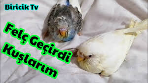 Bebek Kuslarim Felc Gecirdi Muhabbet Kusu Yavrusu Isalden Felc Oldu Youtube
