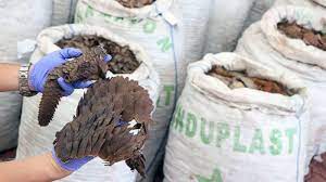 In 2017 live pangolins could command a price of more than $200 per kilogram. 38 7 Million Worth Of Pangolin Scales Seized In Singapore Abc News