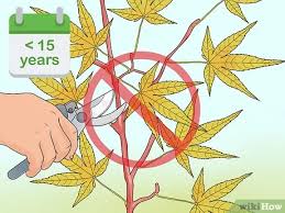 Oct 25, 2021 · the post how to unlock the lakehouse in maple lodge campsite in phasmophobia appeared first on gamepur. The Best Way To Prune Japanese Maple Trees Wikihow