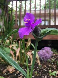 Maybe you would like to learn more about one of these? Florida Weeds