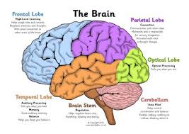 Label The Brain Worksheets Sb11585 Sparklebox Brain Diagram Human Brain Diagram Brain Gym For Kids