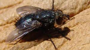 The article is by elizabeth fullerton from reuters, no more info on her, either. Dna In Flesh Eating Flies Guts Reveal Biodiversity