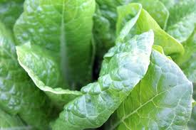 Spinach is a leafy green vegetable that can be enjoyed raw or cooked. How To Store Spinach And Keep It Fresh Ultimate Guide Foods Guy