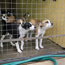 While we may not be able to accommodate these needs, there are many wonderful animal rescue/rehabilitation and adoption organizations in the bay area. More Than 5 000 Dogs Put Down In Nelson Mandela Bay In 2020