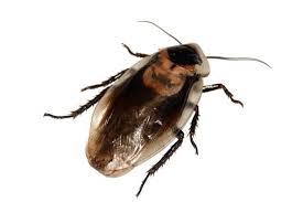 Check spelling or type a new query. Le Cafard Comment S En Debarrasser Tout Sur Cet Insecte Envahissant