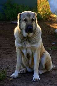 Armenian gampr breed guide learn about the armenian gampr. 36 Armenian Gampr Ideas Dogs Dog Breeds Greenland Dog