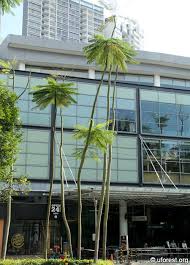 Image result for Schizolobium parahyba