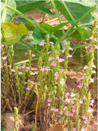 Image result for Striga gesnerioides