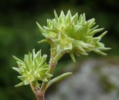 Propiedades de las flores de Bach | Gestalt Ceres