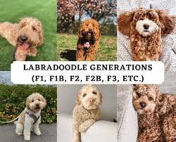 Maybe you would like to learn more about one of these? N This Guide We Explain What F1 Labradoodle F1b Labradoodle F2 Labradoodle F2b Labradoodle Etc Means What S In 2021 Labradoodle F1b Labradoodle Labradoodle Puppy