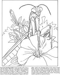 Bring these orchids to life with your artistic skills. Color It Praying Mantis Coloring Pages Nature Coloring Book Art Coloring Pages
