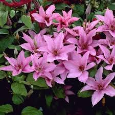 Check spelling or type a new query. Clematis Kletterrose Kombination Online Kaufen Clematisonline De