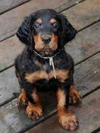 8 Week Old Gordon Setter Puppy Setter Puppies English Setter Puppies Gordon Setter