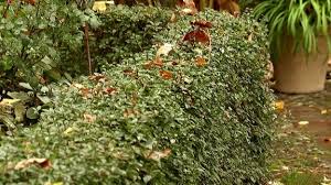 Wann darf ich bäume in meinem garten fallen? Faq Die Hecke Richtig Schneiden Das Muss Ich Wissen Mdr De