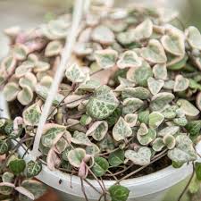 Image result for Ceropegia zambesiaca