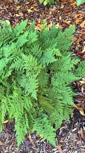 Image result for Selaginella soyauxii