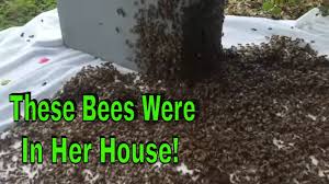 Read this article and learn more on how you can prevent wasps from building nests in your property. Forcing Honey Bees Out Of Her House Youtube