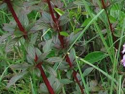 Image result for Heterocentron macrostachyum