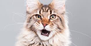 Comment faire vacciner son chat gratuitement ? Ljonwiakuh6mqm