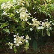 Maybe you would like to learn more about one of these? Hydrangea Seemannii Climbing Evergreen Mexican Climbing Seemann S Care Plant Varieties Pruning Advice