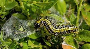 Image result for caterpillar box tree moth inside buxus plant